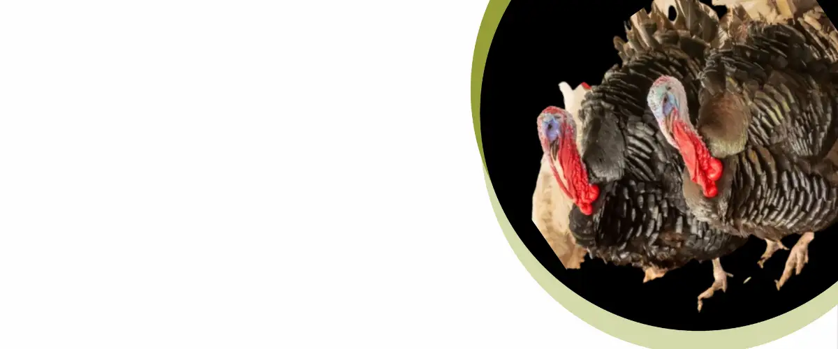 Home Medical Healthcare