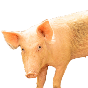 Pig