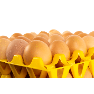 Large Light Brown Eggs