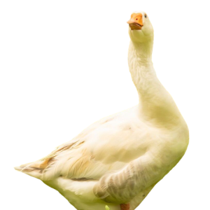 Domestic Goose