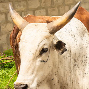 Cow